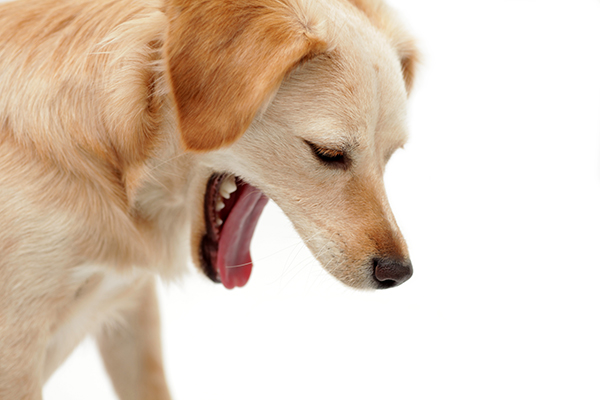 Dog owners risk jail term in Oyo state