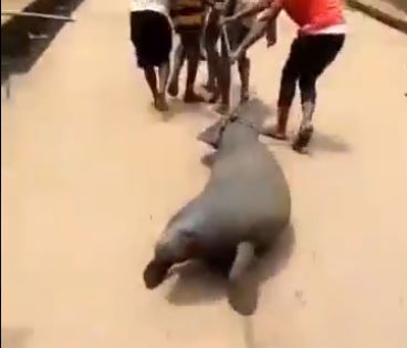 Ministry of Environment probes video showing manatee dragged on the street